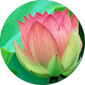 Milind Kute